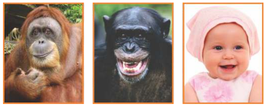 Semelhanças entre o chimpanzé e o homem - Mundo Educação