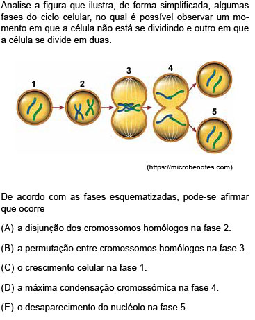 Fases do ciclo celular (artigo)